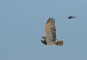 Circaète à poitrine noire et Drongo brillant