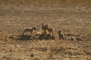 Cape Fox/Renard du Cap