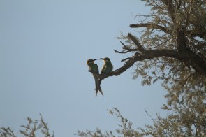 Guêpier à queue d'aronde