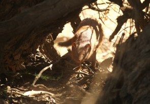 Mangouste rouge