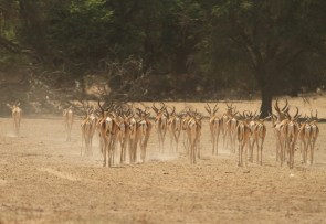 Springbok
