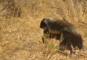Ratel ou Zorille du Cap
