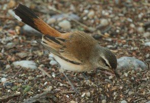 Agrobate du Kalahari