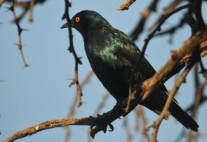Choucador à épaulettes rouges