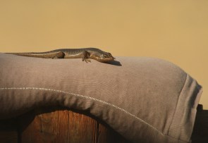 Karasburg Tree Shink