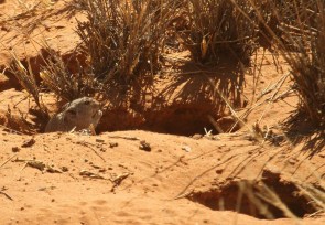 Rat siffleur de Brant