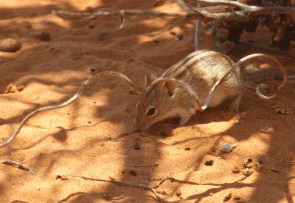 Four-striped Grass Mouse