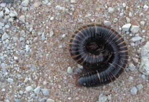 Millepattes -Shongololo