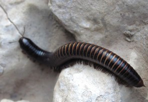 Millepattes -Shongololo