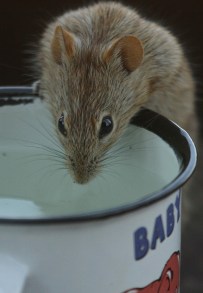 Four-striped Grass Mouse