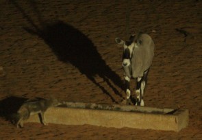 Oryx et Chacal