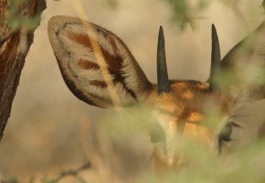 Steenbok
