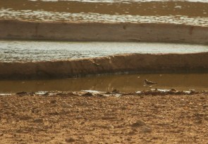 limicole - Chevalier ?