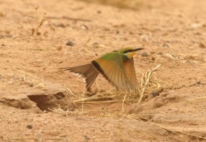 Guêpier à queue d'aronde