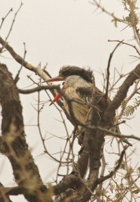Martin chasseur strié