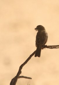 Gobemouche du marico