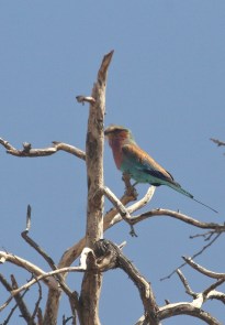 Rollier à longs brins