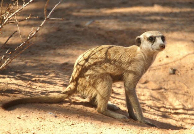 Suricate