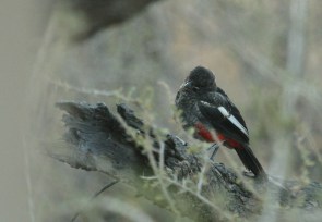 Gonolek rouge et noir juv.