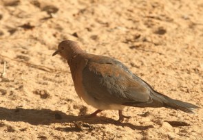 Tourterelle maillée