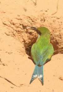 Guêpier à queue d'aronde