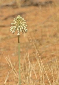 Cape Hyacinth Pseudogaltonia clavata