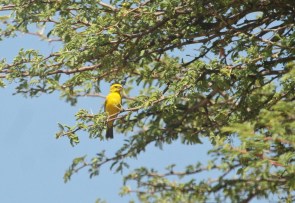 Serin de Sainte Hélène (Canary)