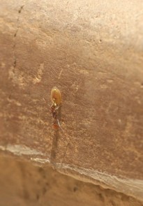 Ocymyrmex species (fourmi/Ant)