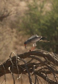 Autour chanteur (PCG)