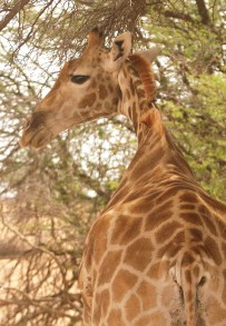 Girafe