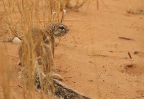 Ground Squirrel/Ecureuil fouisseur
