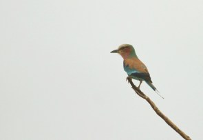 Lilac-breasted Roller/Rollier à longs brins (LBR)