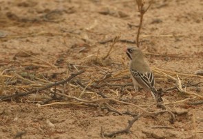 Scaly-feathered Finch/Sporopipe squameux