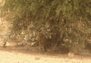 Cheetah - HANRI (fille de Lisette)(Batulama/Montrose)