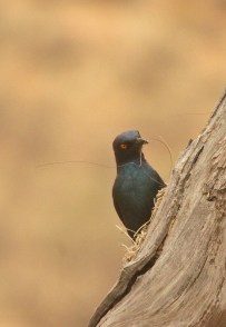 Cape Glossy Starling/Choucador à épaulettes rouges