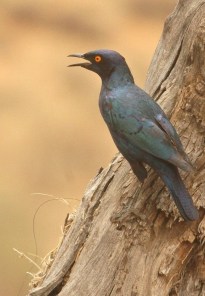 Cape Glossy Starling/Choucador à épaulettes rouges