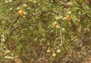 arbustre... fleur/fruit