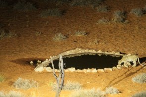 Léopard - Auchterlonie female