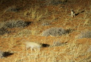 Léopard - Auchterlonie female