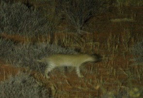 Léopard - Auchterlonie female