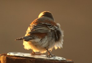 Moineau mélanure/Cape Sparrow