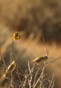 Southern Masked-Weaver/Tisserin à tête rousse