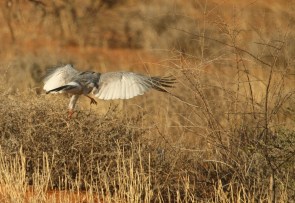 Autour chanteur (PCG)