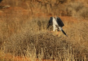 Autour chanteur (PCG)