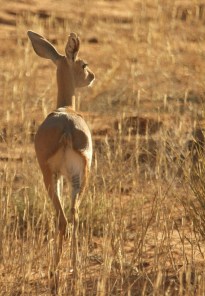 Steenbok