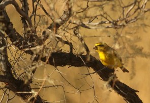Yellow Canary/Serin de Ste Hélène