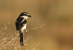 Common Fiscal / Pie-grièche fiscale