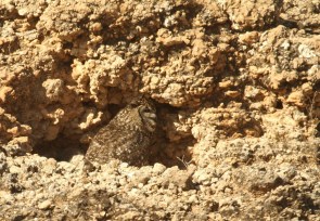 Spotted Eagle Owl/Grand Duc Africain