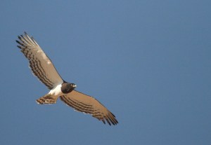 Black-chested Snake-Eagle/Circaète à poitrine noire