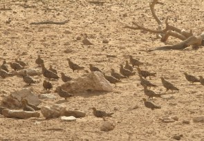 Namaqua Sandgrouse/Ganga namaqua